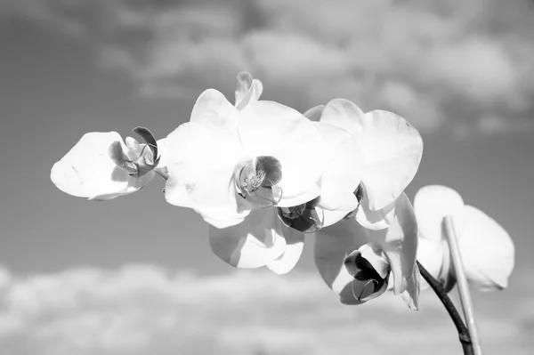 Bloem met verse bloesem op blauwe hemel. Bloeiende orchidee met witte bloemblaadjes op zonnige dag. Schoonheid van de natuur. Zomer of lente seizoen. Geur en versheid concept — Stockfoto
