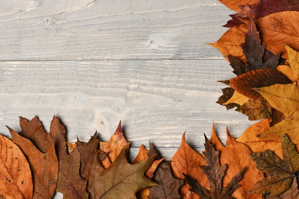 Autumn art concept. Maple, oak and cherry tree leaves — Stock Photo, Image