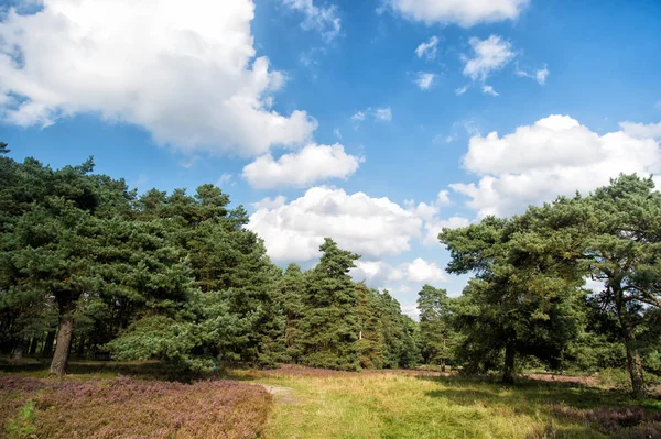 Por qué el prado se vuelve morado. Animado por el cambio climático planta invasora tomando el control del paisaje. Paisaje natural con árboles de cielo azul y flores púrpura. Paisaje idílico escena. Día nublado en el campo — Foto de Stock