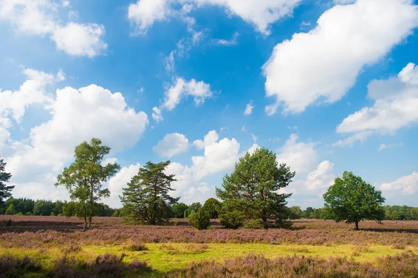 Buoyed by climate change invasive plant taking over landscape. Nature landscape with trees blue sky and purple flowers. Landscape idyllic scene. Cloudy day at field. Why meadow turning purple — Stock Photo, Image