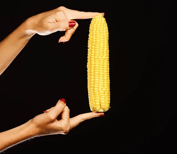 Кукурудзяний коб жовтого кольору в пальцях. Осінній урожай кукурудзи — стокове фото