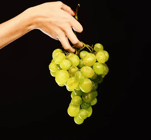 Кластер белого или зеленого винограда в пальцах девочек . — стоковое фото