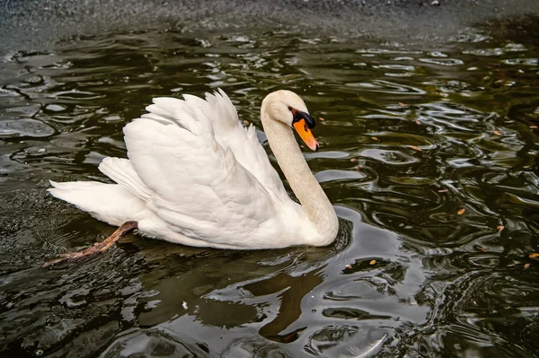 Vackra swan fågel med vit fjäder simma i vatten — Stockfoto