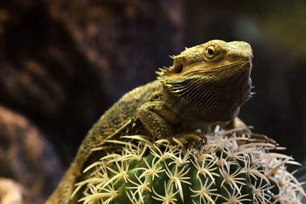 L'iguane repose sur le cactus, gros plan. Dragon barbu — Photo