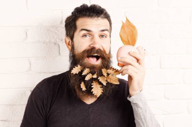 yakışıklı adam şık bıyık ve sonbahar uzun sakal sarı yapraklarda pembe domuz domuz yüzüyle gülümsüyor üzerinde beyaz tuğla duvar arka plan üzerinde banka sakallı