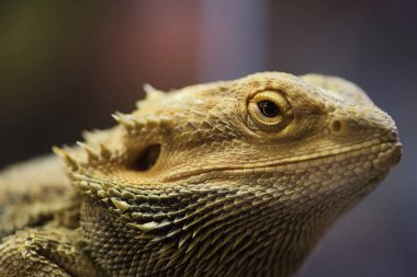 Işık yeşil deri ile Pogona vitticeps. Sakallı ejder