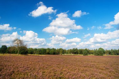 Manzara pastoral sahne. Alan, bulutlu gün. Neden mor dönüm çayır. İklim değişikliği invaziv bitki peyzaj üzerinde alarak tarafından neşeli. Doğa manzara ağaçlar mavi gökyüzü ve mor çiçekler