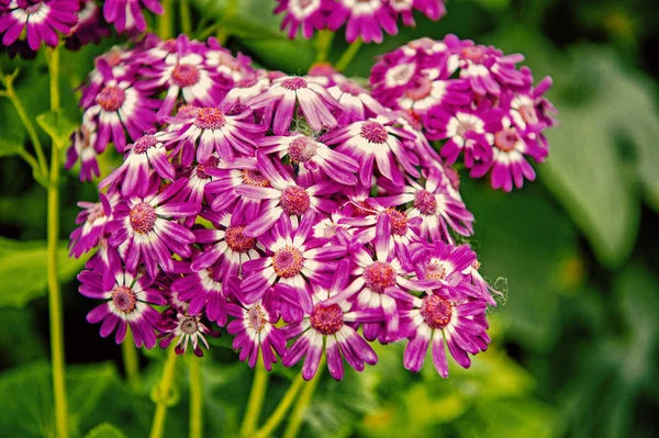 Vacker blomma bukett violett färg med gröna blad i trädgården — Stockfoto