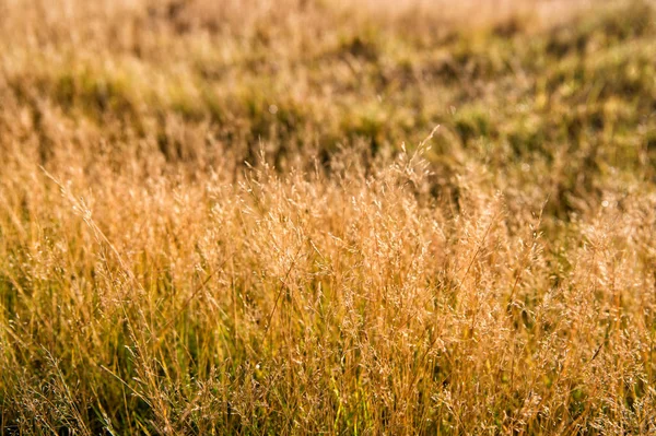 Végétation du concept d'Islande. Épillets secs ensoleillés journée d'automne fermer. Diversité de la végétation. Résistance des plantes conditions climatiques. Les épillets poussent dans les champs. Végétation du champ ou de la vallée — Photo