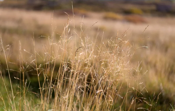 Espiguillas secas soleado día de otoño de cerca. Diversidad vegetal. Las plantas resisten las condiciones climáticas. Las espiguillas crecen en el campo. Vegetación de campo o valle. Concepto de vegetación de Islandia —  Fotos de Stock
