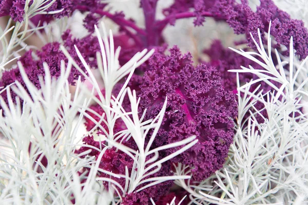 Rosemary and curly violet cabbage close up. Gardening unusual crops. Decorative crops concept. Abstract background with decorative plants. Plants as natural decoration. Garden bed decorative flora — Stock Image Rosemary and curly violet cabbage close up. Gardening unusual crops. Decorative crops concept. Abstract background with decorative plants. Plants as natural decoration. Garden bed decorative flora Stock Picture