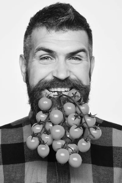 Çiftçilik ve bahçıvanlık. Gülümseyen çiftçi elinde vişneli domates tutuyor