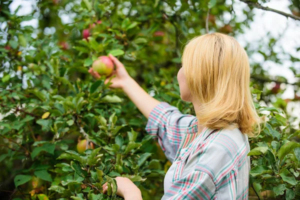 Conceito de colheita. Mulher segurar maduro macieira fundo. Fazenda produzindo produto natural ecológico orgânico. Menina reunir maçãs colheita jardim outono dia. Fazendeiro senhora colhendo frutas maduras da árvore — Fotografia de Stock