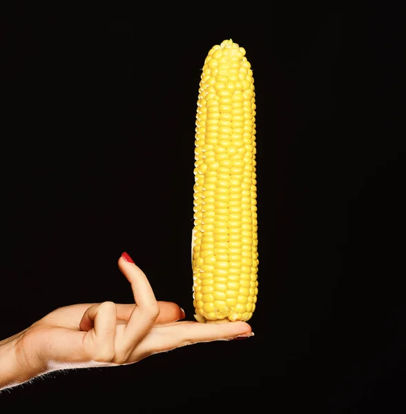 玉米芯在女孩的手指。耕作和收割庄稼 — 图库照片