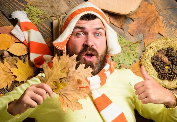 Fall cozy atmosphere. Hipster wear knitted hat and scarf hold autumn leaves bouquet. Fall and autumn season concept. Man bearded cheerful face lay on wooden background with orange leaves top view