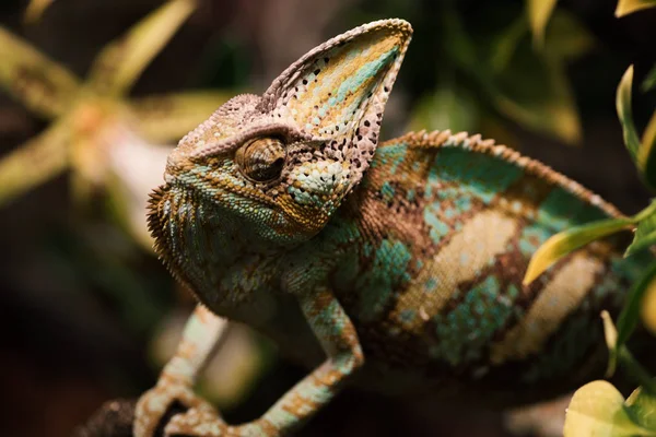 Lagarto de estimação exótico em fundo natural, desfocado. Camaleão em ramos — Fotografia de Stock