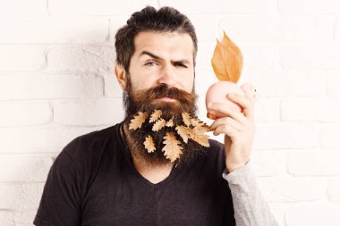 ciddi yüz beyaz tuğla duvar arka plan, kopya spac pembe domuz domuz banka ile uzun sakallı yakışıklı sakallı adam şık bıyık ve sonbahar sarı yaprak