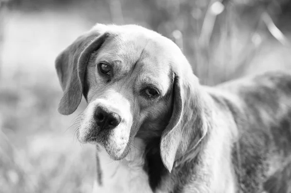 Társ vagy a barát és a barátság koncepció. Beagle séta a friss levegőn. Kutya-val vágyódik fülek a nyári szabadtéri. Aranyos kisállat napsütéses napon. Vadászat és észlelési kutya — Stock Fotó