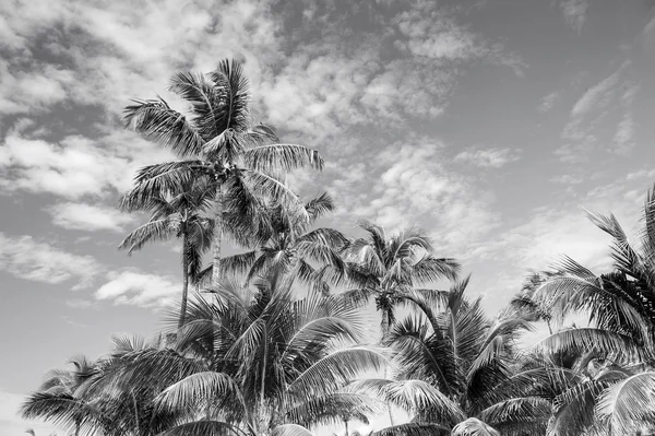 Palmy na słonecznym niebie w Great stirrup cay, Bahamy. Palmy kokosowe z zielony liści w tropikalny ogród. Natura, tropic, egzotyczne, rośliny. Letnie wakacje, wanderlust — Zdjęcie stockowe