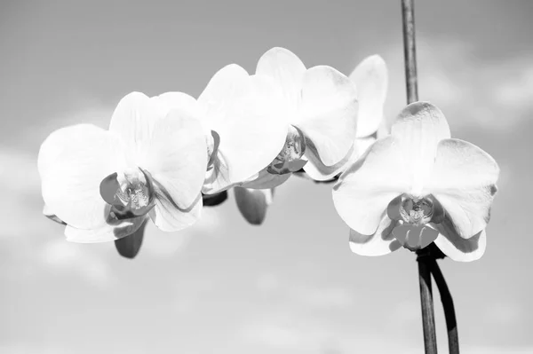 Temporada de verano o primavera. Flor con flor fresca en el cielo azul. Orquídea floreciente con pétalos amarillos en día soleado. Belleza de la naturaleza. Concepto de fragancia y frescura — Foto de Stock