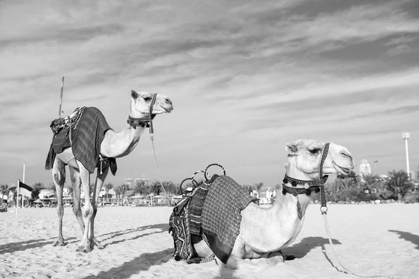 Kamele am Dubai Jumeirah Strand und Wolkenkratzer im Hintergrund. dubai, vereinigte arabische emirate — Stockfoto