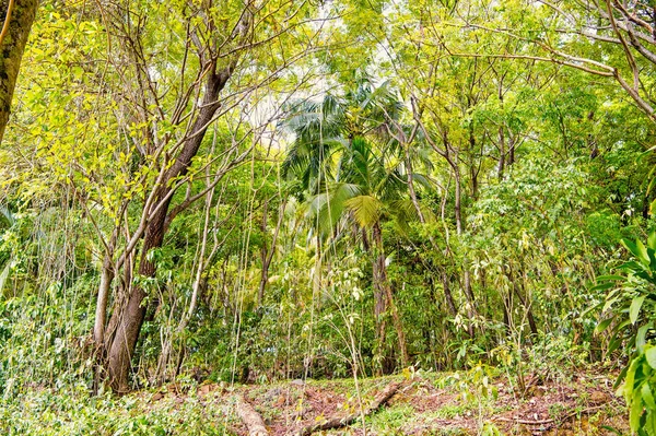 Grön tropisk djungel trä eller regnskog med exotisk palm tree — Stockfoto