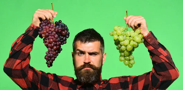 Mannen med skägg innehar klasar av druvor på grön bakgrund. — Stockfoto