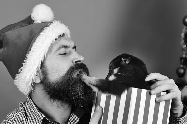 Pet for Christmas. Guy with calm face unpacks present box