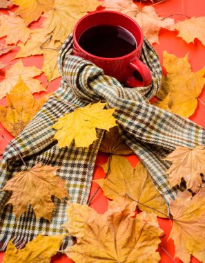 İçecek ısınma. Bir fincan çay eşarp kırmızı arka plan düşmüş akçaağaç yaprakları ve köknar koniler ile çevrili. Kupa rahat aromatik çay içecek ve eşarp. Coziness ve zevk. Sonbahar yürüyüş için sıcak içecek