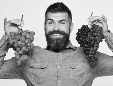 Çiftçi hasat gösteriyor. Sakallı adam üzüm demetleri tutuyor.