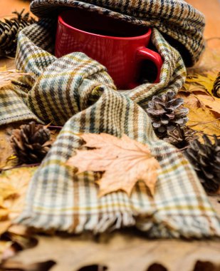 Kupa içki ve kareli atkı ve kepi. Çay bir fincan şapka ile kaplı ve eşarp arka plan düşmüş akçaağaç yaprakları ve köknar koniler ile çevrili. İçecek ısınma. Sonbahar yürüyüş için sıcak içecek