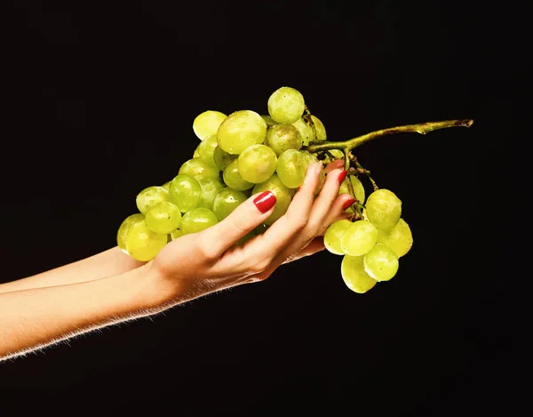 Podzimní vinařská sklizeň. Shluk bílých nebo zelených hroznů — Stock fotografie