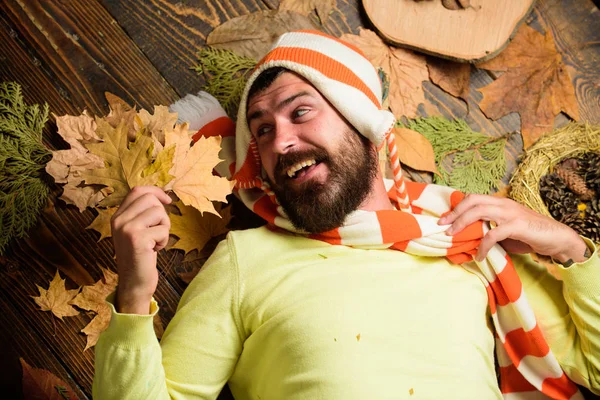 Fall cozy atmosphere. Fall and autumn season concept. Hipster wear knitted striped hat and scarf hold autumn leaves bouquet. Man bearded face lay on wooden background with orange leaves top view