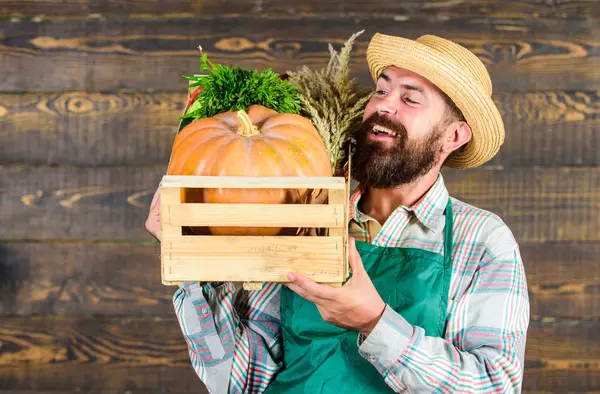Ο άνθρωπος χαρούμενος γενειοφόρος αγρότης φορούν ποδιά παρουσιάζοντας λαχανικά κολοκύθας ξύλινο υπόβαθρο. Αγρότης ψάθινο καπέλο παραδώσει νωπά λαχανικά. Υπηρεσία παράδοσης φρέσκα λαχανικά. Κουτί φρέσκα βιολογικά λαχανικά — Φωτογραφία Αρχείου