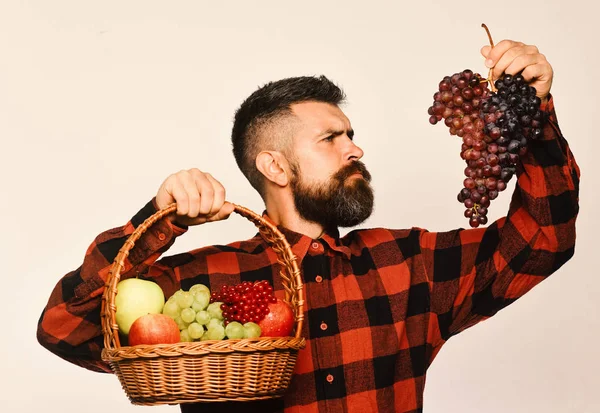 Farmer with strict face shows apples, cranberries and ripe grapes