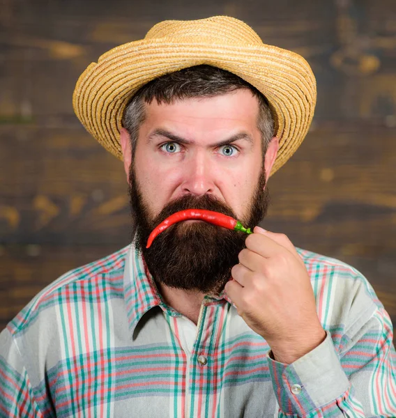 Pepper harvest concept. Bearded farmer hold chilli red pepper in hand. Farmer presenting hot chilli pepper wooden background. Rustic farmer in straw hat likes spicy taste. Man hold pepper harvest