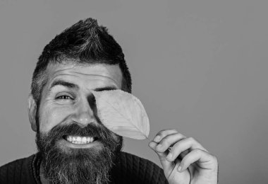 Adam çok güzel turuncu zemin üzerine sarı kiraz ağacı yaprakları tutar