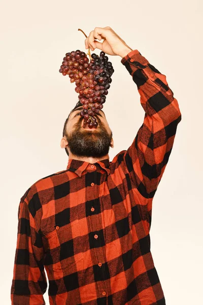 Hombre con barba sostiene racimo de uvas aisladas en blanco —  Fotos de Stock