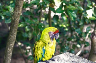 Açık yeşil ara papağan