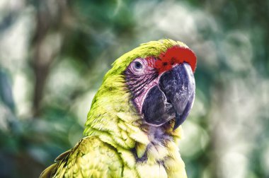 Açık yeşil ara papağan