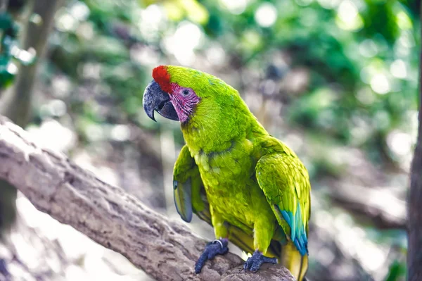 Açık yeşil ara papağan