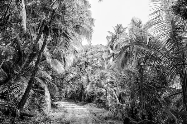 Jungle, rainforest, forest. Path in jungle of devils island, french guinea.Palm trees with green leaves. Nature, environment, ecology. Wanderlust, vacation, travel.