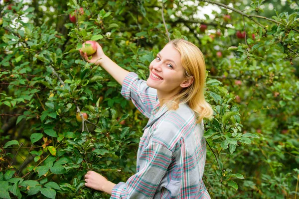 Woman hold ripe apple tree background. Farm producing organic eco friendly natural product. Girl gather apples harvest garden autumn day. Farmer lady picking ripe fruit from tree. Harvesting concept