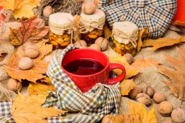 Rahat sonbahar atmosfer. İçecek konsepti ısınma. Bir fincan çay eşarp kırmızı arka plan düşmüş akçaağaç yaprakları ve ceviz ile çevrili. Kupa rahat aromatik çay içecek eşarp ve muamele etmek