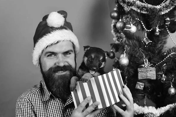 Xmas şapkalı adam köpek yavrusuyla oynuyor. Noel Baba köpeği tutuyor. — Stok fotoğraf