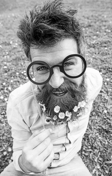 Man with long beard and mustache, defocused green background. Hipster with beard on cheerful face, posing with glasses. Guy looks nicely with daisy or chamomile flowers in beard. Springtime concept