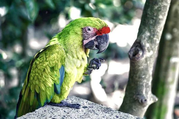 Verde ara loro al aire libre —  Fotos de Stock