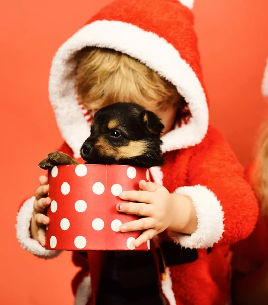 Little Santa holds little dog in spotted box.