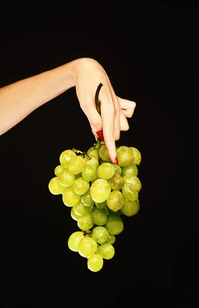 Podzimní vinařská sklizeň. Samičí ruka drží hrozny — Stock fotografie
