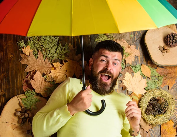 Hipster mit Bart und Schnurrbart erwarten Regenwetter. Mann bärtig lag auf hölzernem Hintergrund mit Blättern von oben gesehen. Das Konzept der Regenwettervorhersage. Attribute Herbststimmung — Stockfoto